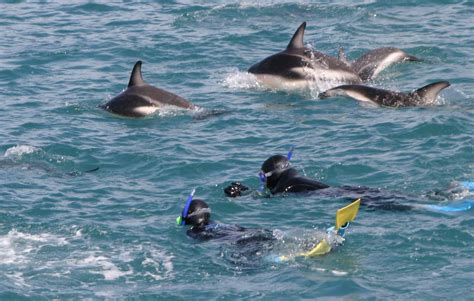 Kaikoura Whale Watch & Dolphin Swim Overnight Tour