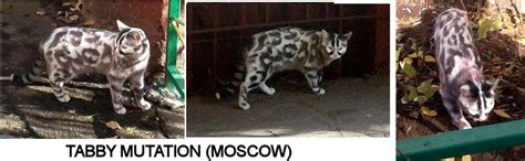 Semi-Feral Cats With Rare Moscow Mutation - CatTime