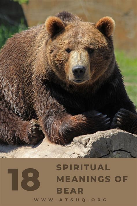 Bear Symbolism: 18 Spiritual Meanings Of Bear