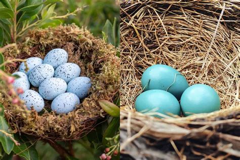 Blue Jay Eggs vs Robin Eggs: How To Tell the Difference