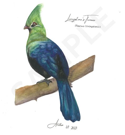 SA Turaco Bird Collection – Fempreneurs