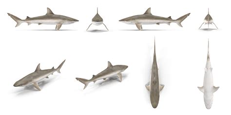 What Sharks are in the SC Waters Series? Learn About Blacknose Sharks ...