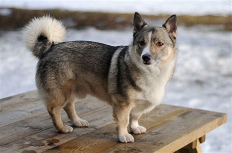 interesting-animals.com | Hundar, Hundraser, Corgi