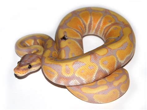 12+ Banana Pied Ball Python - RyainZorawar