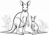 Two kangaroos  Kangaroo Coloring Pages sketch template