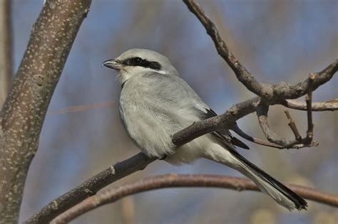 Great Grey Shrike | Greek Nature Encyclopedia