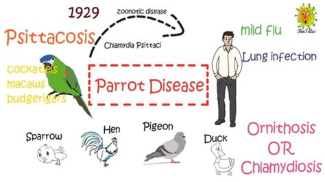 Parrot Disease (Psittacosis) : Symptoms, Treatment and Prevention - YouTube