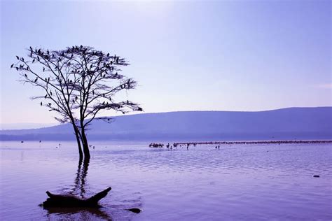 Lake Nakuru Safari Guide - Africa Freak