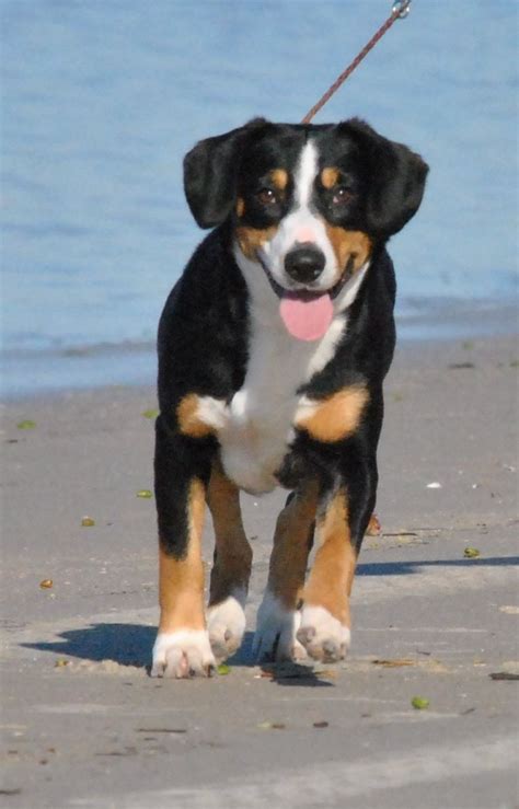 Greater Swiss Mountain & Entlebucher Puppies For Sale in Oklahoma by ...