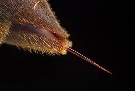 The University of Texas to Create Thousands of Insect Macro Photos for ...