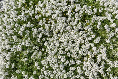 Tiny White Flowers - Free Texture