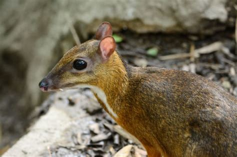 9 Tiny Facts About the Chevrotain | Mental Floss