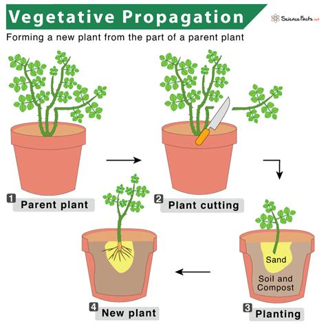 Vegetative Propagation Definition, Types, And Examples, 52% OFF