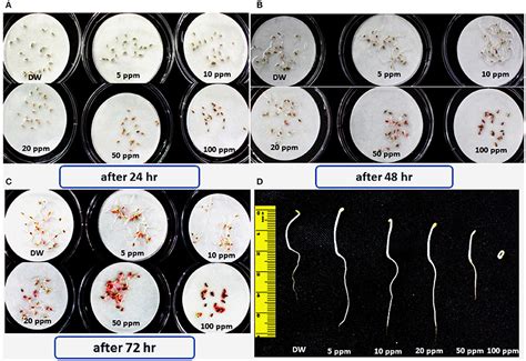 Frontiers | Hydroquinone; A Novel Bioactive Compound from Plant-Derived ...