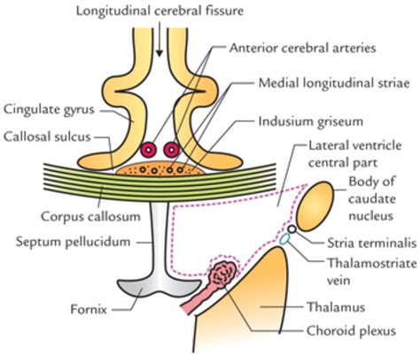 Parts Of Lateral Ventricle