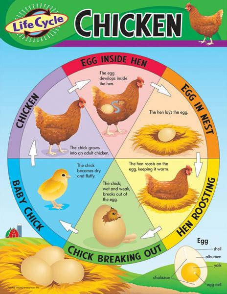 Chart Life Cycle Of A Chicken | T-38153 – SupplyMe