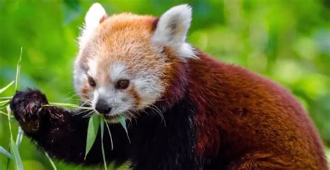 800+ Red Panda Names Cute & Unique Red Panda Name