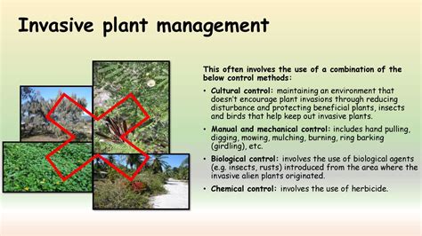 Invasive Plants and Weeds Lesson - ppt download