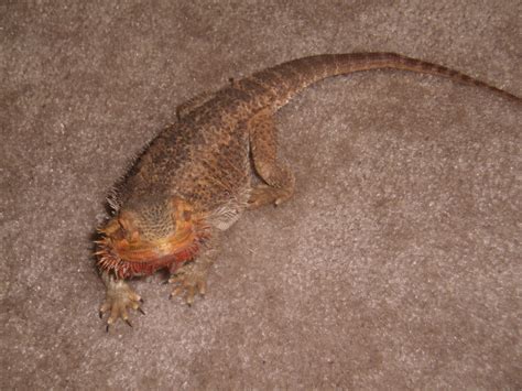 Bearded Dragon Behavior and Diseases | PetHelpful