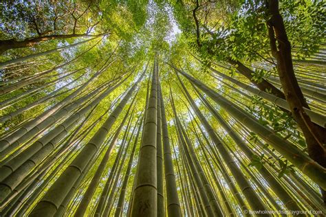 Arashiyama Bamboo Forest Kyoto | The Whole World Is A Playground