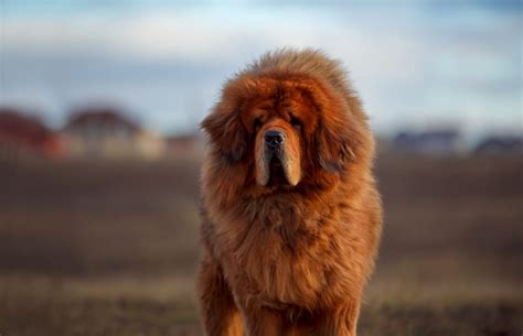 10 Big Fluffy Dog Breeds You Can’t Help But Cuddle | Great Pet Care