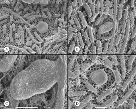 SEM images of swarming P. mirabilis 1 to 2 h after intersection of ...