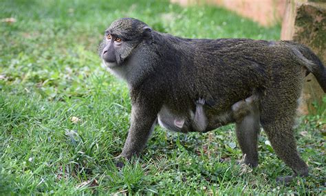 What is ALLEN'S SWAMP MONKEY? - Animal Media Foundation