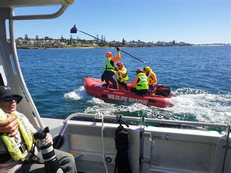 Marine Rescue volunteers take part in NSW NPWS whale disentanglement training exercise - Marine ...