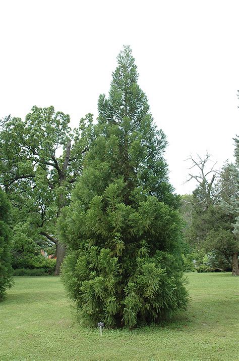 Yoshino Japanese Cedar (Cryptomeria japonica 'Yoshino') in Columbus Dublin Delaware Grove City ...