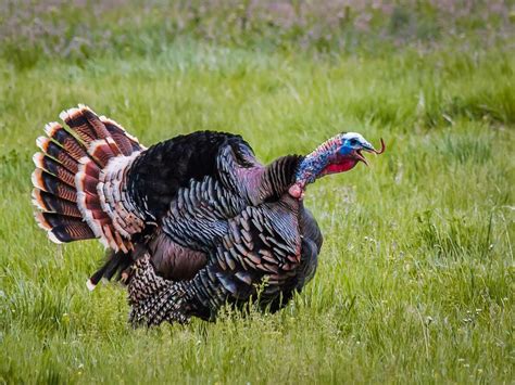 What Do Wild Turkeys Eat? (Diet + Behavior) | Birdfact