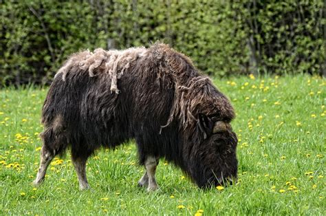 Muskox Animal Wildlife - Free photo on Pixabay - Pixabay