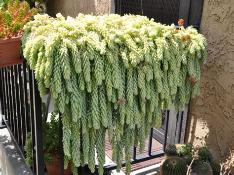 7 Popular Hanging Succulent Plants - World of Succulents