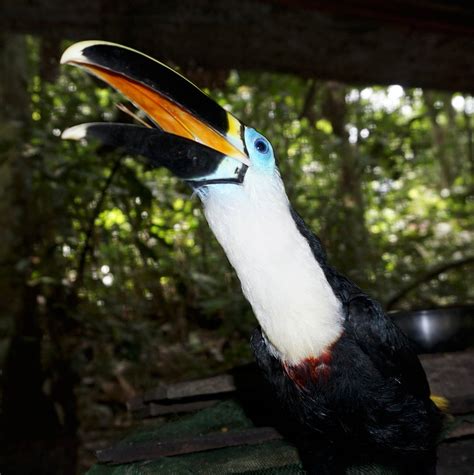 toucan-singing-rescue - Rainforest Healing Center