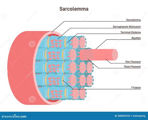 Sarcolemma, Structure of Muscle Fiber. Educational Closeup Anatomical ...