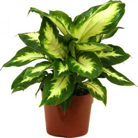 Indoor Ornamental Plant at Rs 350/piece | सजावटी पौधा in Pune | ID ...