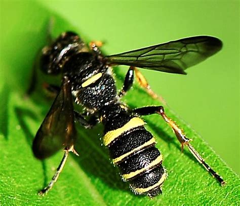 Order Hymenoptera - Ants, Bees, Wasps and Sawflies - Cerceris - BugGuide.Net