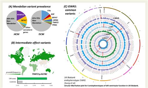 Increasing genetic complexity of cardiomyopathies. (A) Mendelian... | Download Scientific Diagram