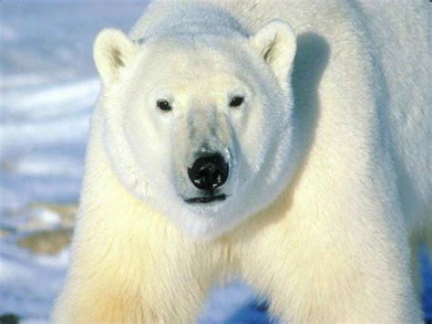 Polar Bears Hate Al Gore – Wizbang