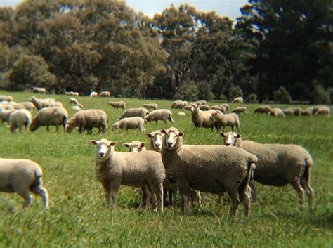 Can you find those ewes that lose 60pc of your lambs? - Sheep Central