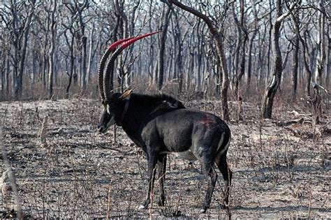 Once feared extinct, Angolan sable wins new hope for survival