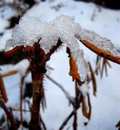 My first snow in Sikkim India - Tripoto