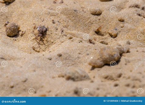 Ant Lion or Myrmeleontidae Larva on Sand Ground Stock Photo - Image of flying, environment ...