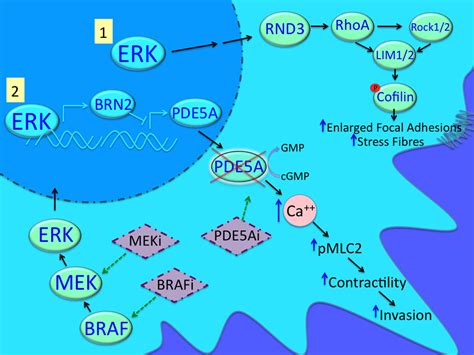 Acquired and intrinsic BRAF inhibitor resistance in BRAF V600E mutant melanoma. - Abstract ...