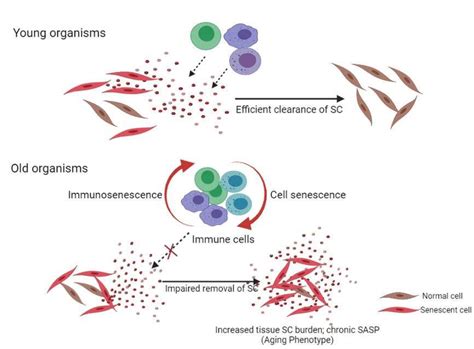 Immune cells mediated removal of SC is affected by cellular senescence ...