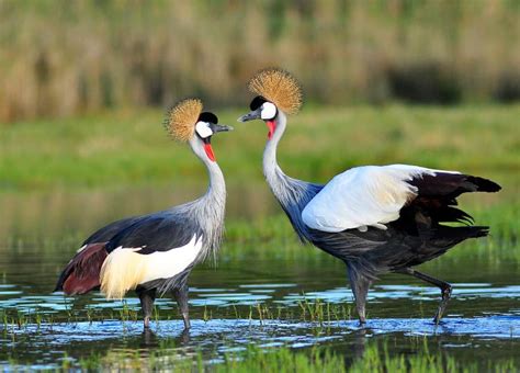 The Grey Crowned Crane | Uganda’s national bird | Uganda Birding