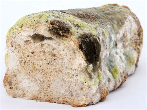 Mold on Food (Ultimate Guide) - Can You Kill Mold By Cooking It?