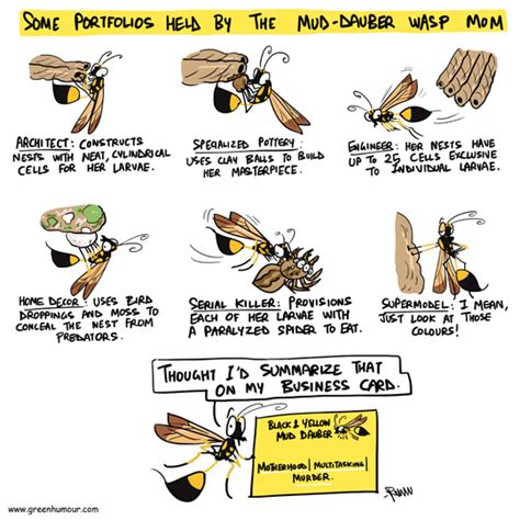 Green Humour: The Mud Dauber Wasp Mom