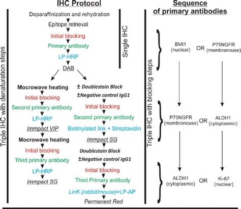 Flow chart illustrating the immunohistochemistry protocol, and sequence... | Download Scientific ...