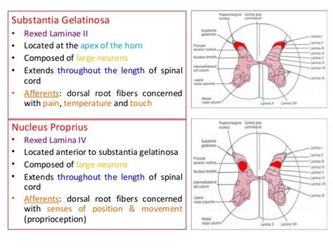 척수의 구조, anterior gray column, phrenic nucleus, nucleus of accessory ...