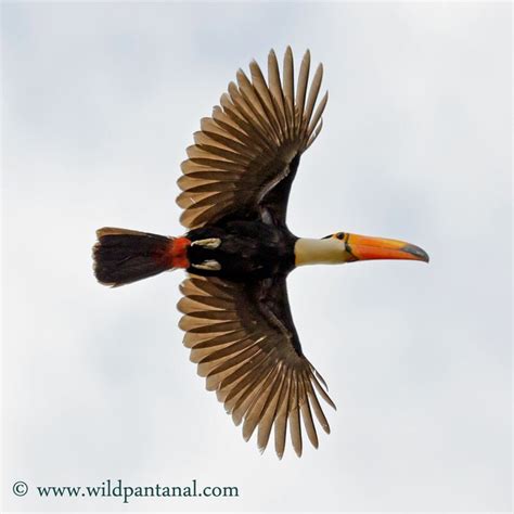 Toco Toucan flying in the Pantanal, Brazil. www.wildpantanal.com | Pantanal, Toco toucan, Pet birds